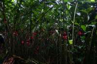 2007_hawaii_0121